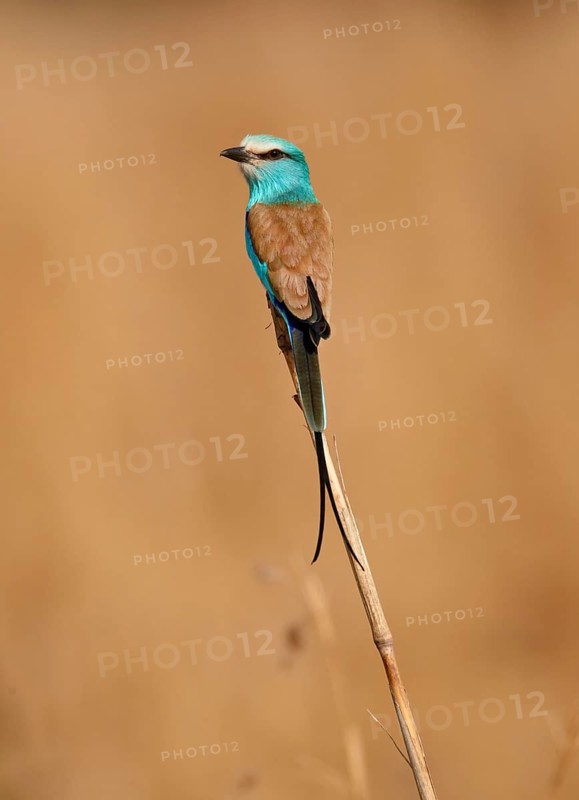 Abyssinian Roller