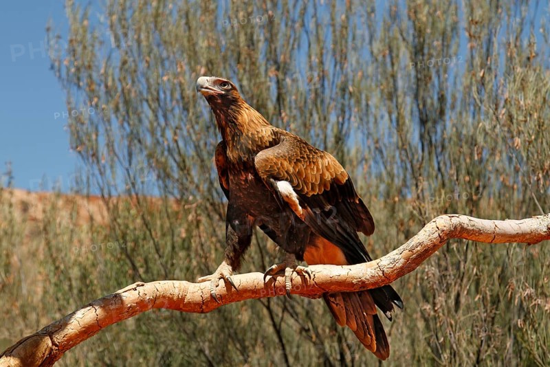 Wedge-tailed Eagle