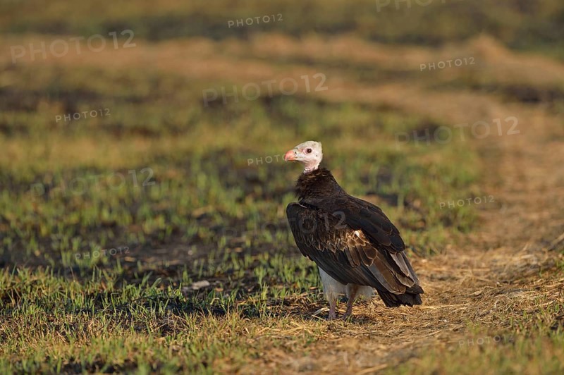 White-headed vulture