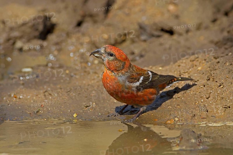 Two-barred crossbill