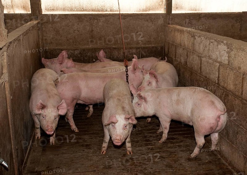 Pig farming