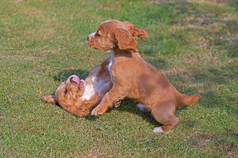 Domestic Dog