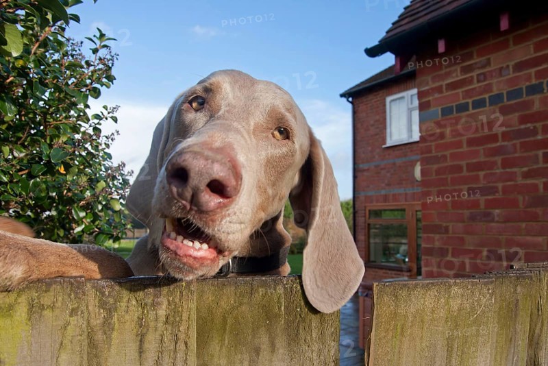 Domestic dog