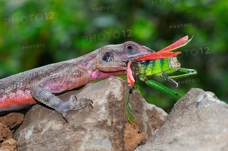 Settler Agama
