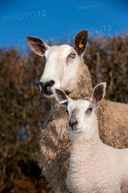 Domestic Sheep