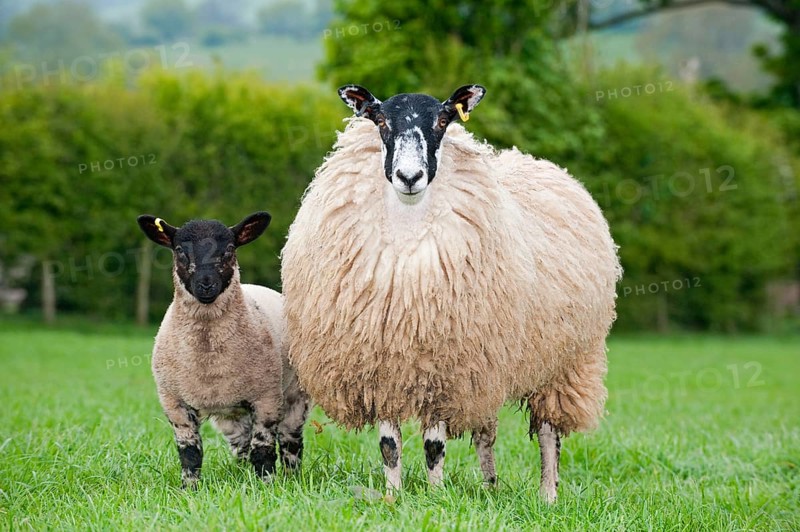 Domestic Sheep