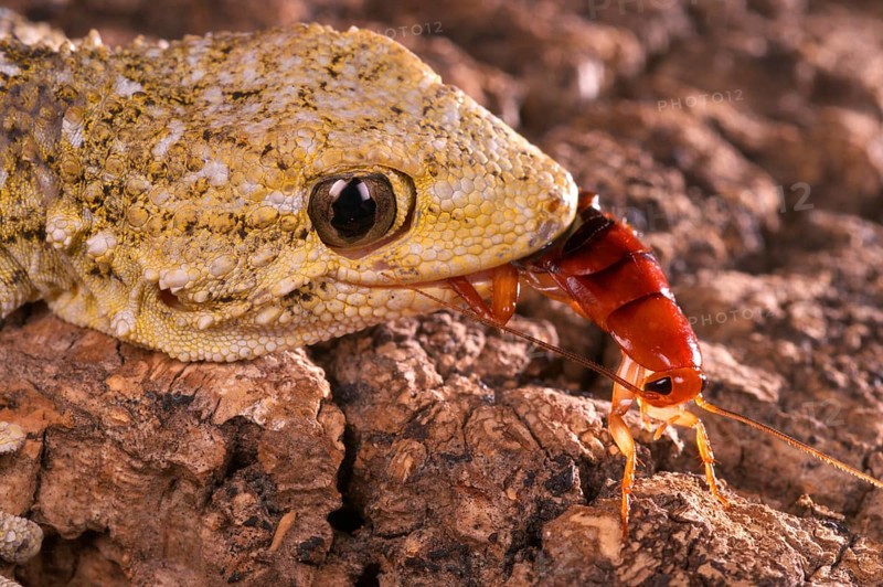 Adult Moorish common wall gecko