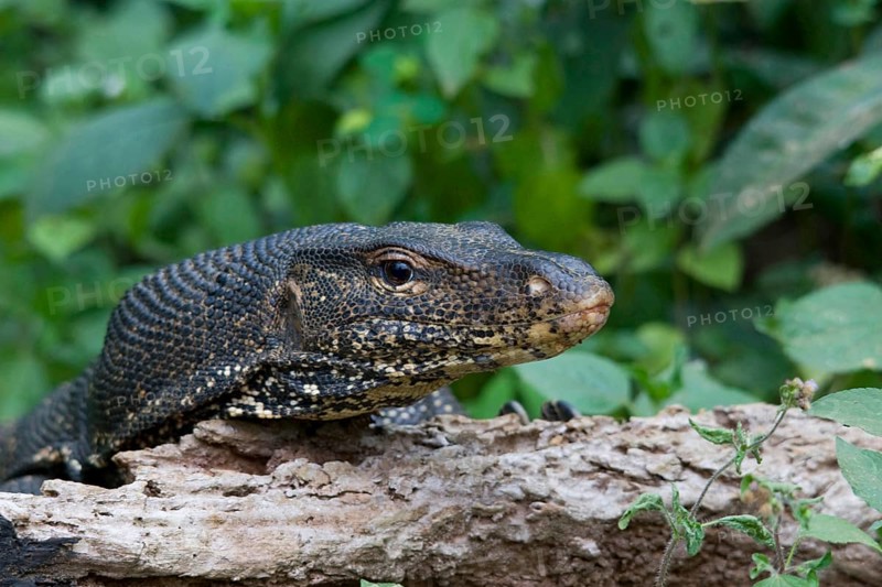 Screen lizard