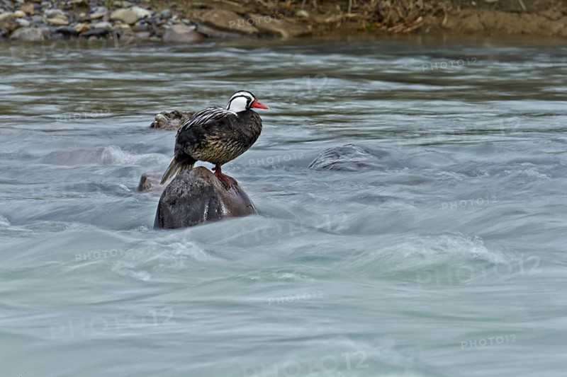 Torrent duck