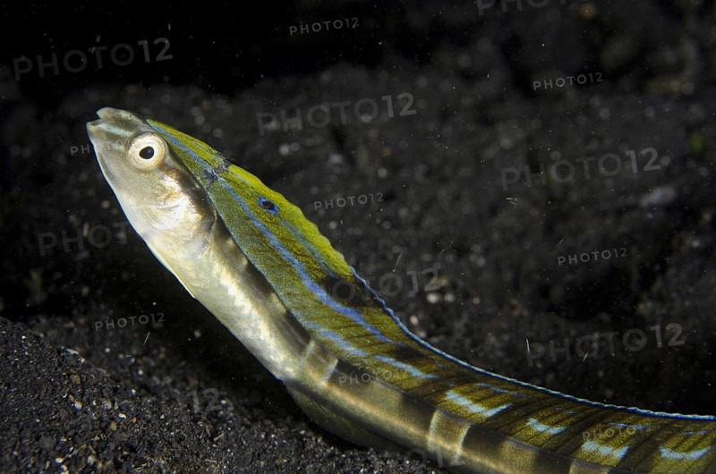 Hairtail Snakeblenny