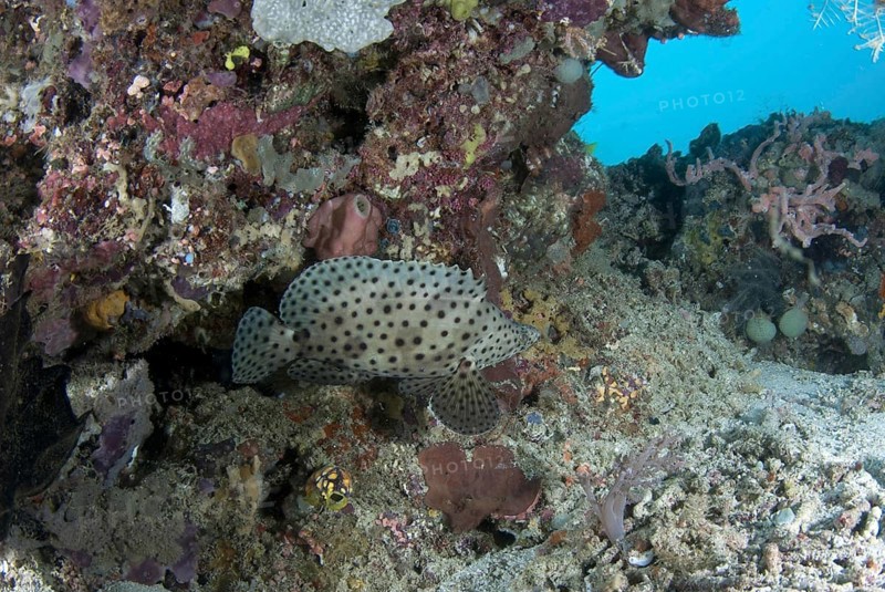 Chromileptes altivelis