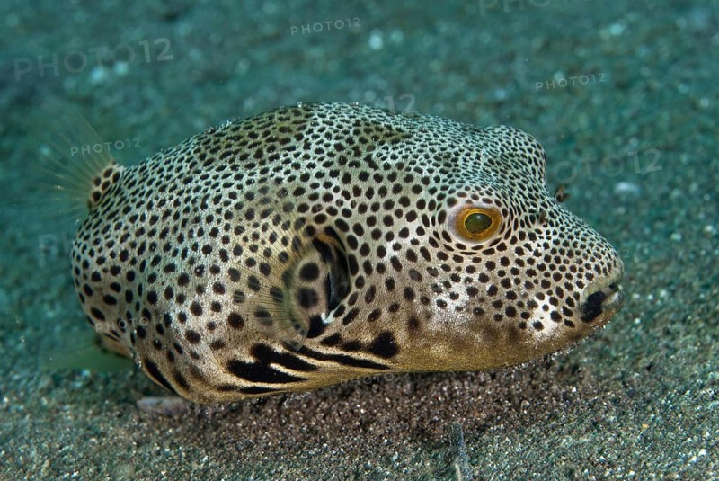 Star Pufferfish