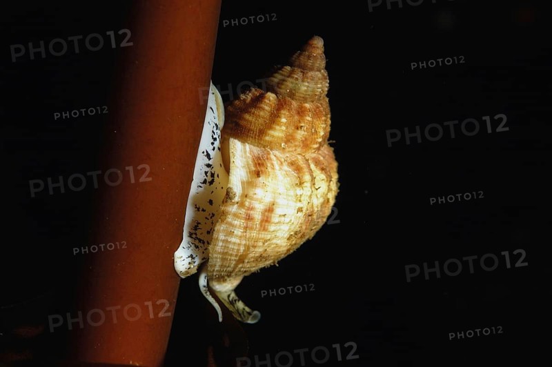 Common Whelk
