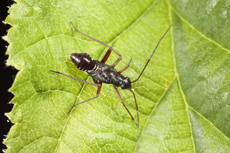 Capsid bug