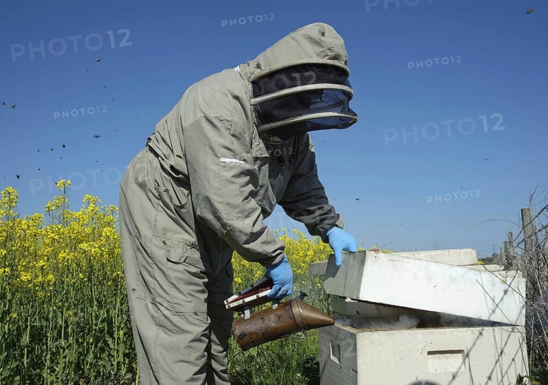 Beekeeper smoking Western Honey Bee