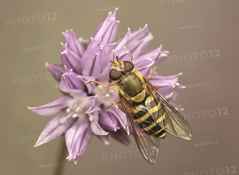 Common ribbon hoverfly