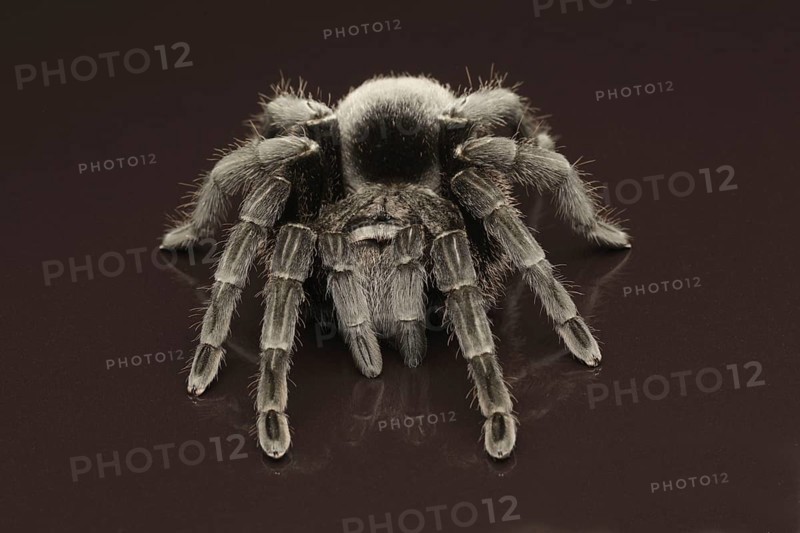 Black Uruguay bird spider