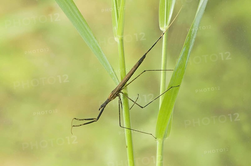 Stick bug
