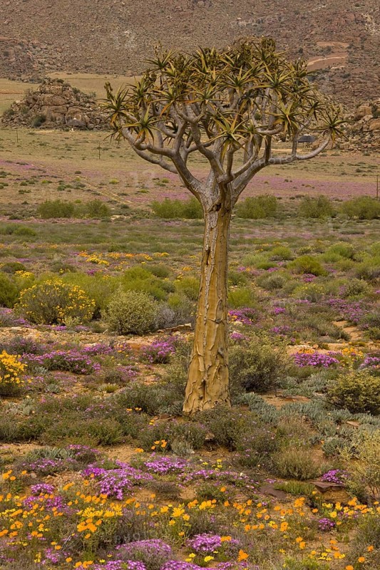 Kokerboom