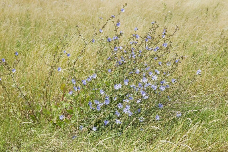 Common chicory