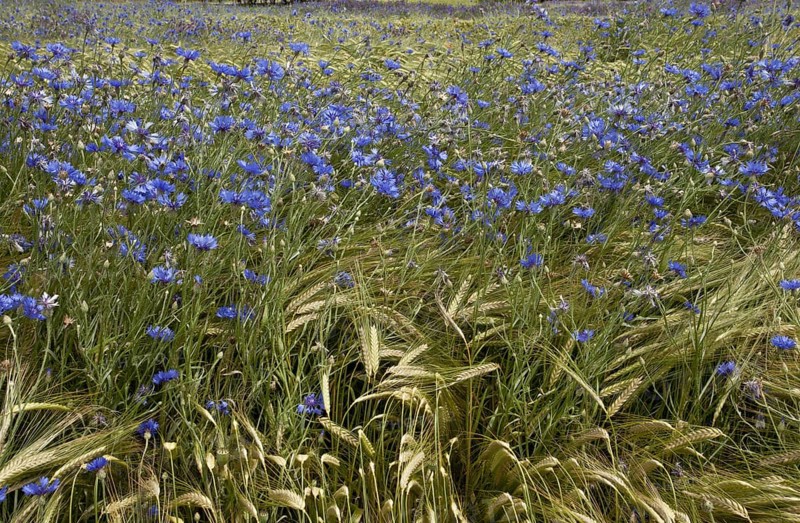 Cornflower