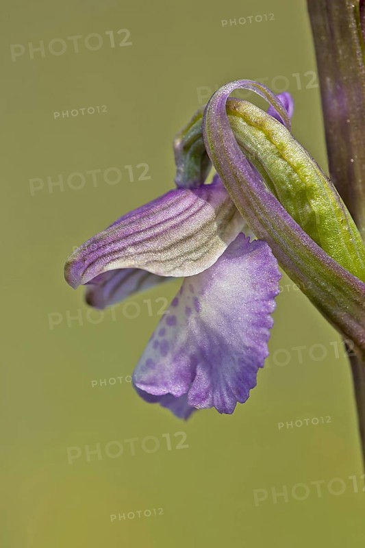 Green-winged orchid