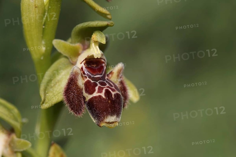 Attica orchid