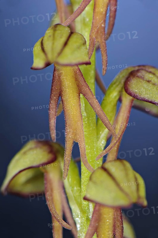 Man Orchid
