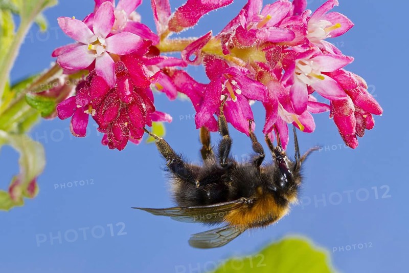 Tree bumblebee