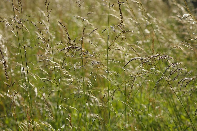 Tufted tussock grass