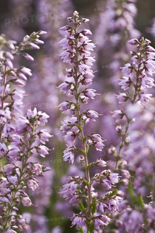 Flowering common heather