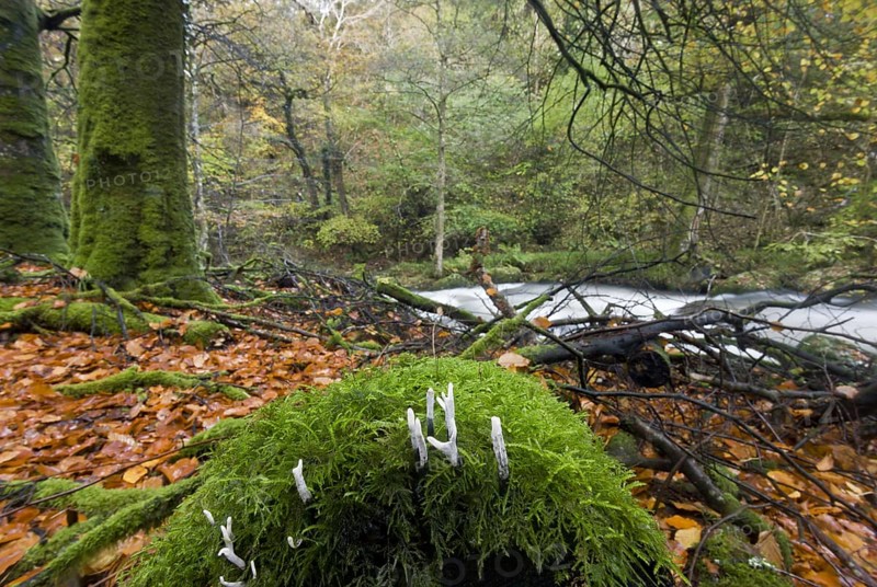 Candle-snuff Fungus