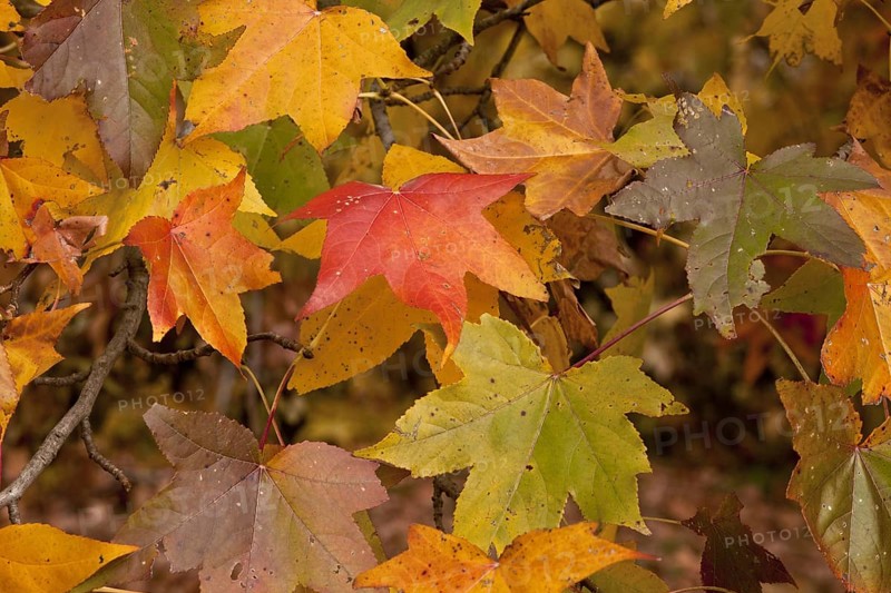 American Sweetgum