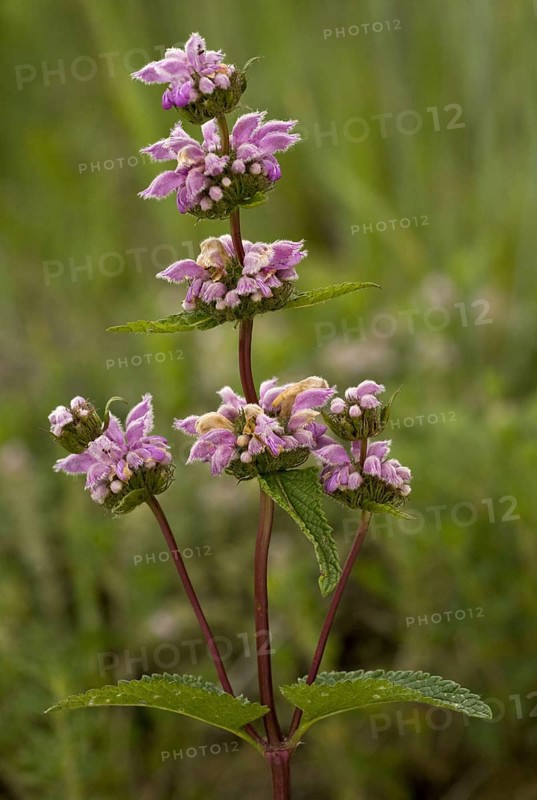 Flowering tuberous Jerusalem sage