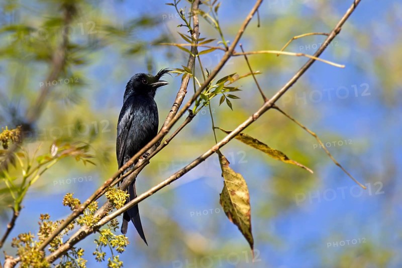 Crested drongo