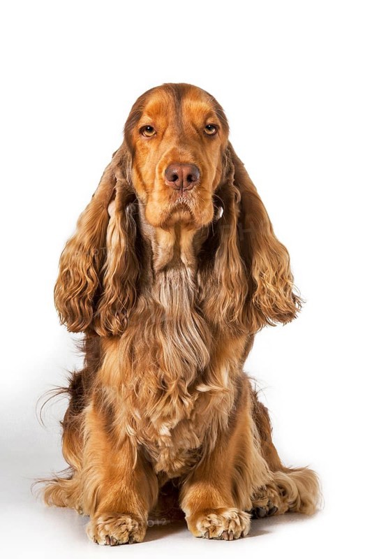 English Cocker Spaniel