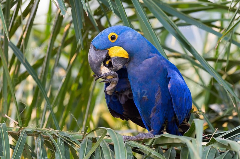 Hyacinth macaw