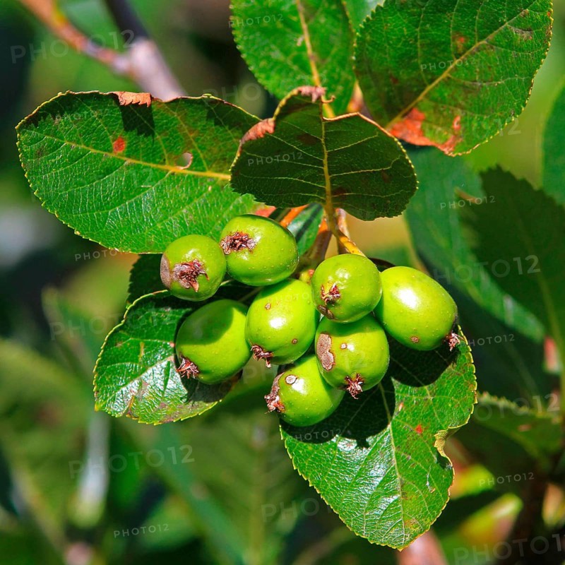 Dwarf mealberry