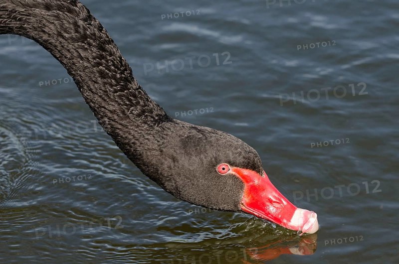 Mourning Swan