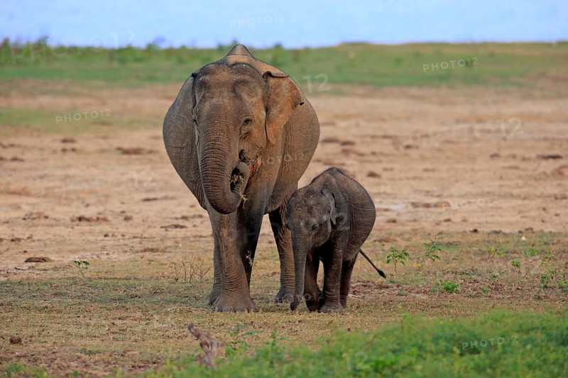 Asian sri lankan elephant