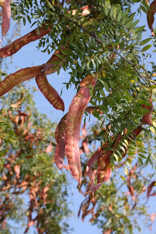 American Climbing Trumpet
