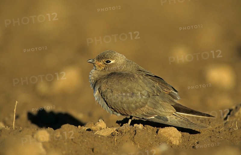 Collared Pratincole