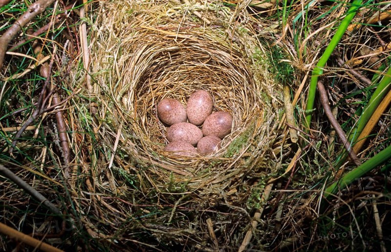 Nest and eggs of the common grasshopper warbler