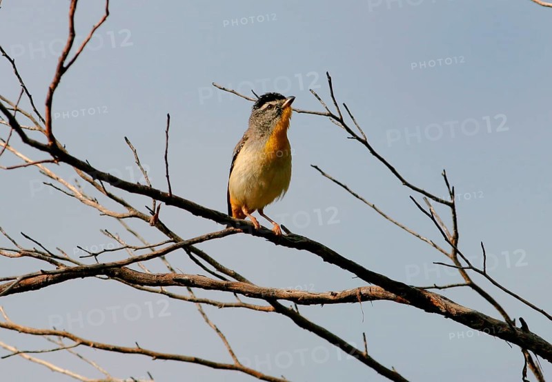 Spotted Pardalote