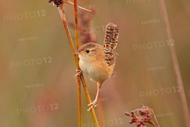 Sedge Wren