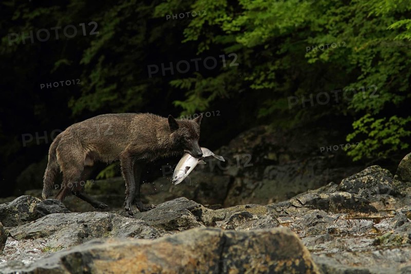 Grey Wolf