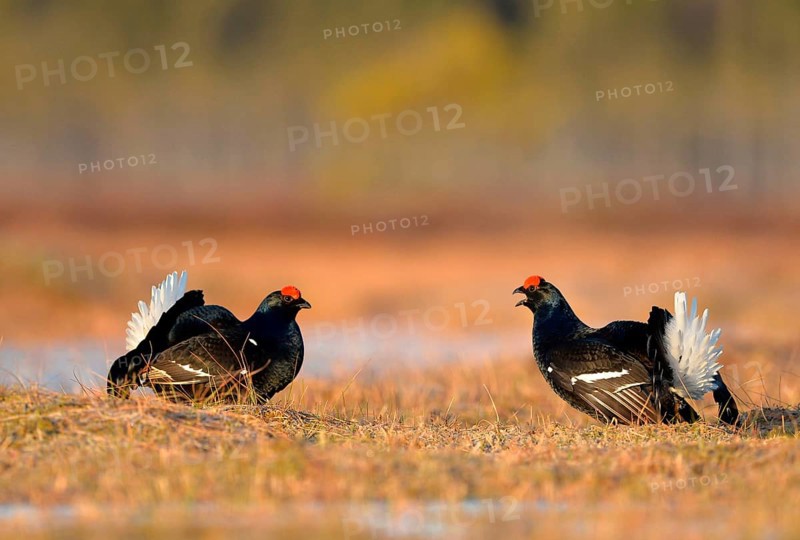 Black Grouse