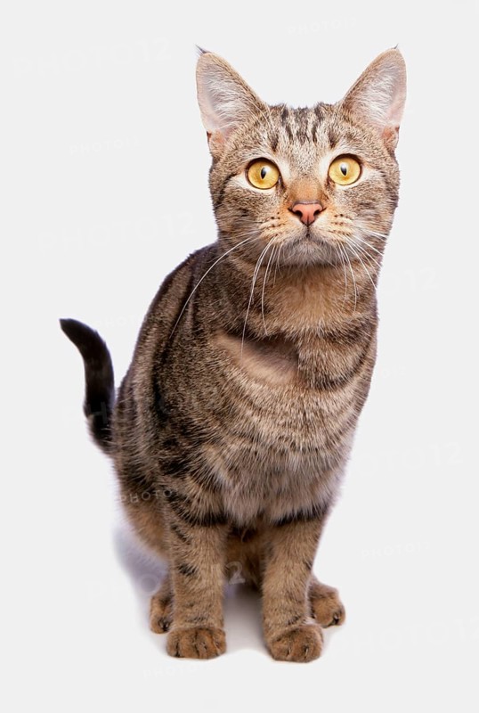 Domestic cat