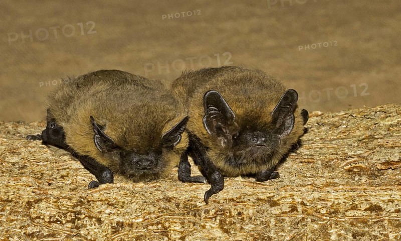 Common Pipistrelle