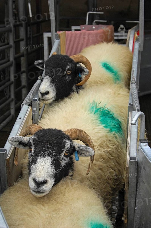Domestic Sheep